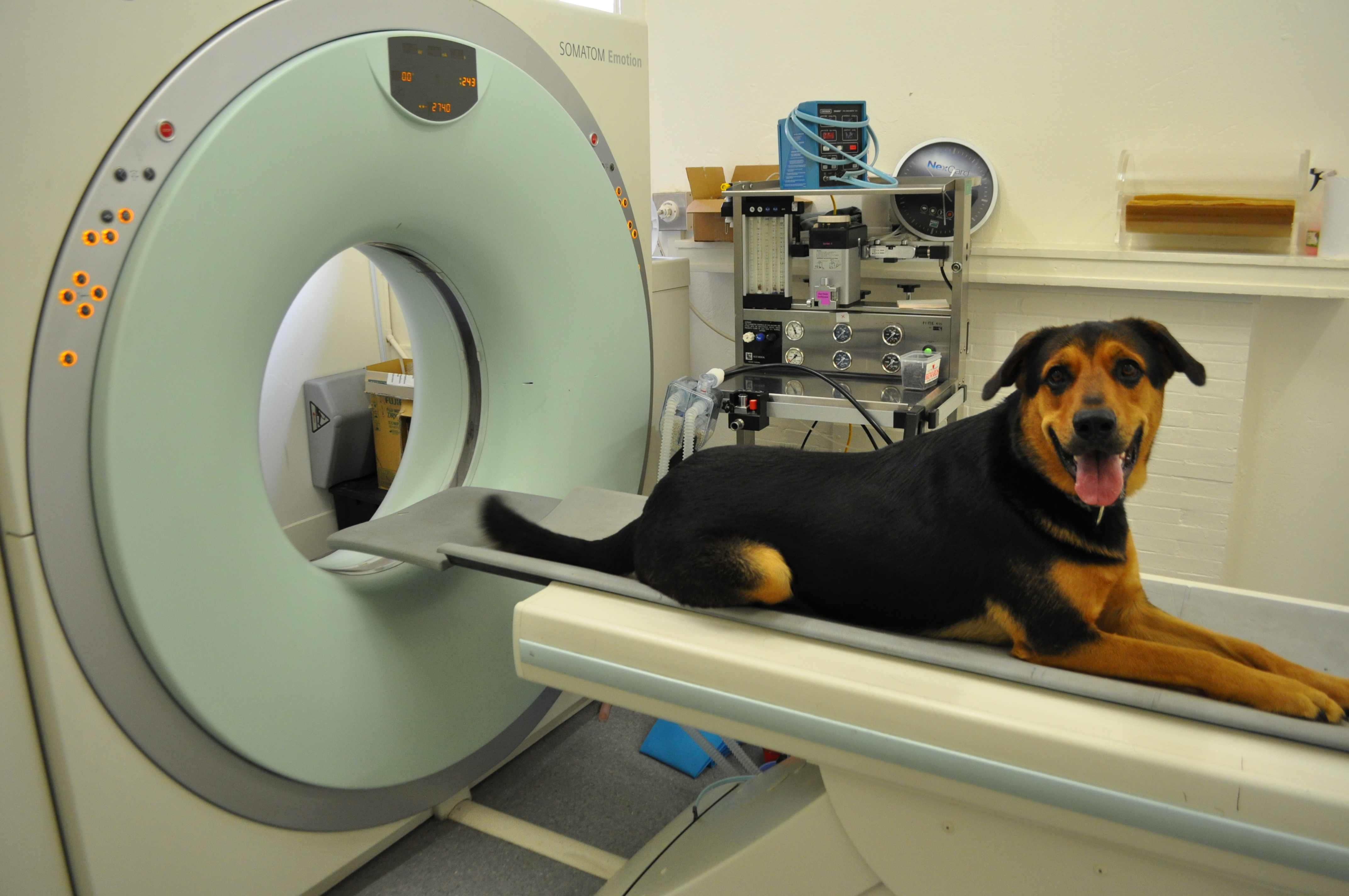 what is a ct scan for dogs